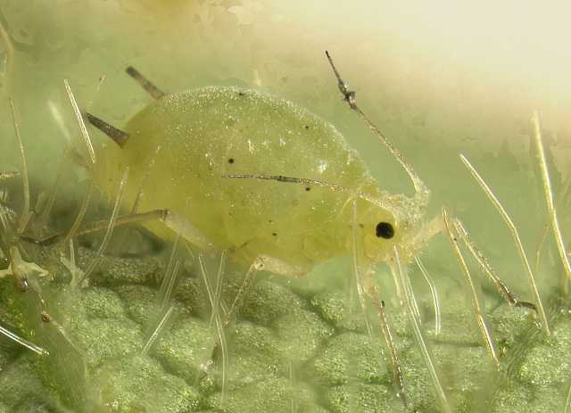 Color image of a Soybean aphid on a soybean leaf with pointy trichomes, 2009. Photographed by Claudio Gratton, University of Wisconsin.