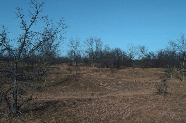 Color image of oak savanna in spring, ca. 2010.