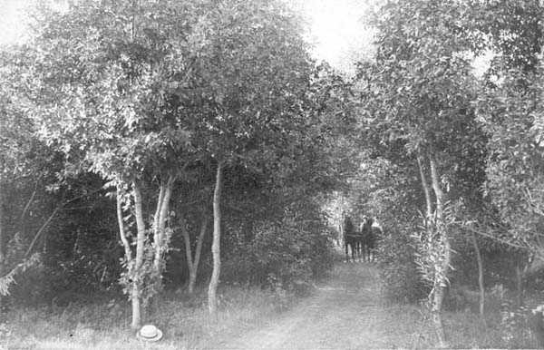 photograph depicting a road through a grove of trees