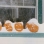 Color image of Jack-o'-lanterns covered in snow during the Halloween Blizzard, 1991. Photograph by Richard Sennott, RPA, Minneapolis Star Tribune.