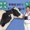 Color image of 4-H club member Hannah Rolf showing off her three-year-old Holstein dairy cow at the Minnesota State Fair, 2015. 