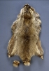 Raccoon hide