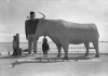 Paul Bunyan and Babe the Blue Ox statues, ca. 1950