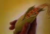 Color image of the hand of an American Indian symbolically offering ear of corn to colonists. Used in The Grain That Built a Hemisphere.