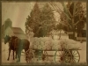 A.B. Lyman transports Grimm alfalfa seeds from his farm, Alfalfadale, near Chanhassen.  Circa 1902-1910.