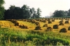 Amish Field