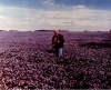 Carl Schneider in flax field, 1970.