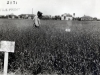 Black and white photograph of Grain Fields at the Northwest Experiment Station.