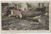 Skidding white pine logs with drays. Virginia and Rainy Lake County, Virginia, Minnesota, ca. 1928.