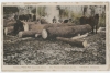 Skidding white pine logs with drays. Virginia and Rainy Lake County, Virginia, Minnesota, ca. 1928.