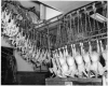 Black and white photograph of turkeys being processed, Farmers Produce Company, Willmar, ca. 1960.