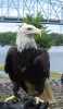 Color image of Harriet, a female bald eagle and one of the National Eagle Center's first ambassadors.