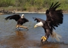 Color image of Bald eagles Harriet and Angel: the National Eagle Center's first ambassadors.