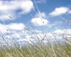 Wild rice growing at Nett Lake