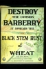 Publicity poster to promote destruction of barberry bushes—an example of public education about barberry eradication. Date unknown.