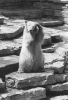 Polar bear at Como Zoo