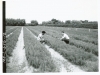 Tending Norway Pine seedlings at Carlos Avery Game Farm