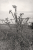 Black and white photograph of grasshoppers waiting for the temperature to rise before moving into a corn field in Marshall, Minnesota, ca. 1930s.