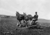 Farmer planting corn, ca. 1910. Photograph by Harry Darius Ayer.