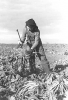 Black and white photograph of a Sugar beet worker near Fisher, Minnesota, photographed by Russell Lee in October 1937.