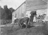 Cows in farmyard at Spangenberg farm