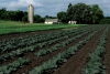 Farm in Dakota County cultivated by the Hmong Americans Farmers Association