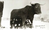 Babe the Blue Ox statue, 1938