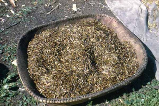 Parched wild rice