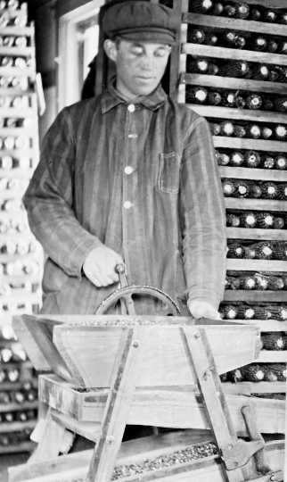 Black and white photograph of Martin Carlsted turning the handle of a manual corn grader to grade and separate different sizes and shapes of kernels, c.1910.