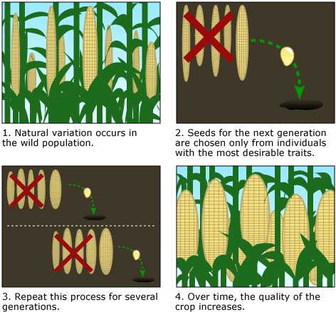Color drawing of the four steps involved in the selective reproduction of better seed.