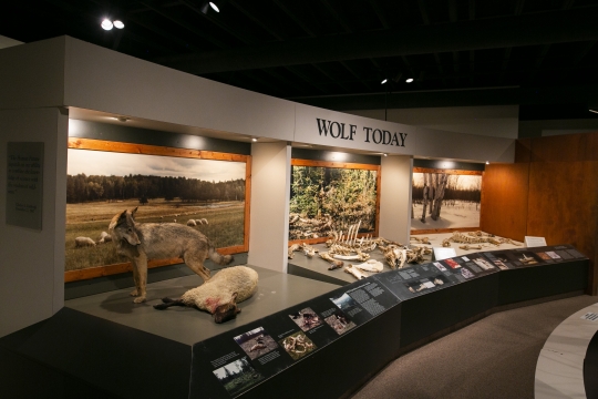 Exhibit at the International Wolf Center