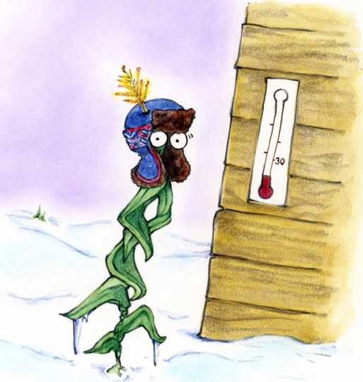 Drawing of a stalk of corn shivering in Minnesota’s cold climate.
