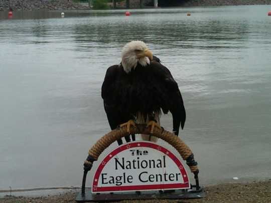 Color image of Angel, a female bald eagle and one of the National Eagle Center's first ambassadors, perches on top of the center's sign.