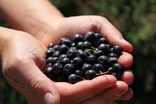 Aronia berries