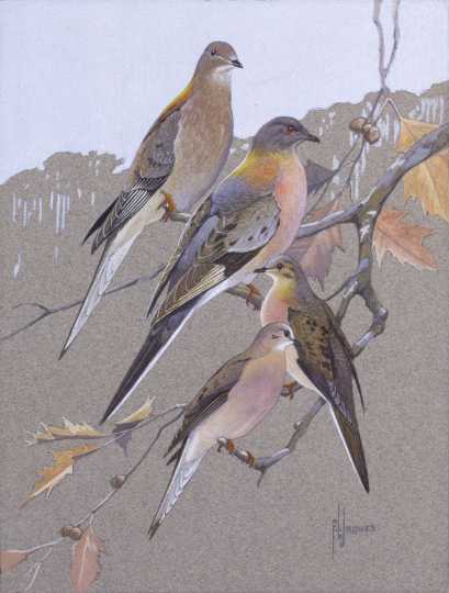 Passenger Pigeons and Mourning Doves