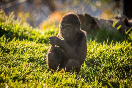 Baby gorilla in the Gorilla Forest exhibit, Como Zoo