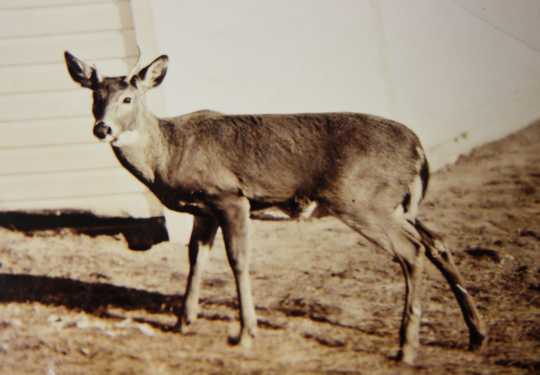 Photograph of Billy the deer at four years old, Lake Superior Zoo, ca. 1927.