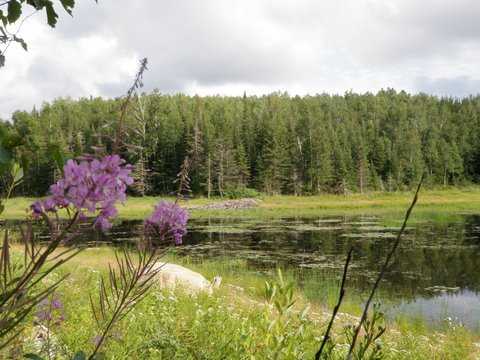 Color image of the central beaver wetland complex in Lake Vermilion–Soudan Underground Mine State Park. Photograph by Minnesota Department of Natural Resources Staff, August 1, 2010.