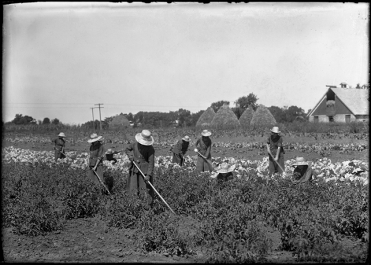 Incarcerated women cultivating a field