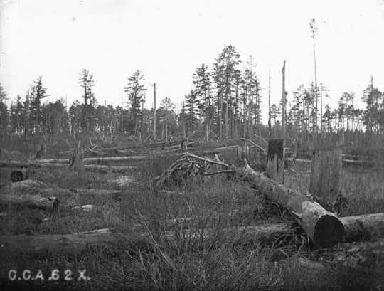 Slash in a Minnesota forest, ca. 1905. Slash is the debris that remains in an area after it has been logged. Forms part of C. C. Andrews photograph collection (I.99). 