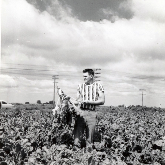 Man with a sugar beet