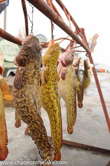 Eelpout displayed during the International Eelpout Festival, ca. 2016. Photo by Josh Stokes. 