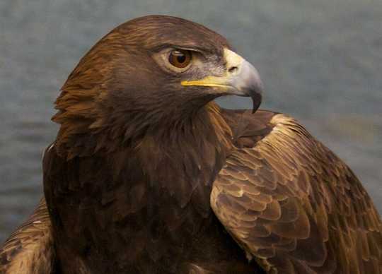 Color image of Donald, a male golden eagle and National Eagle Center ambassador.