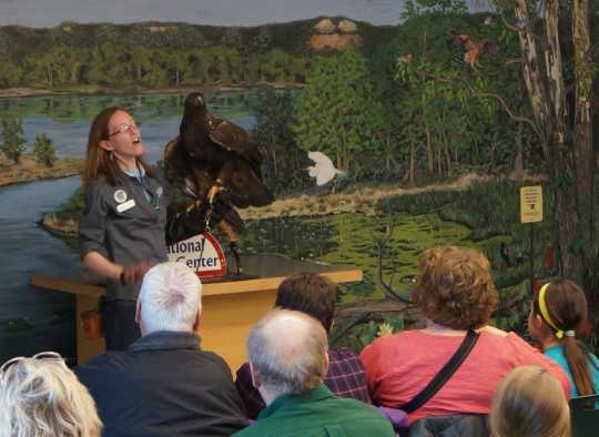 Color image of Donald, a male golden eagle and National Eagle Center ambassador, participating in the center's "Meet the Eagles" program.