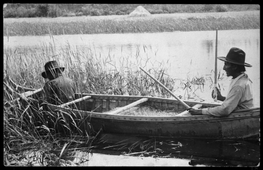 Men harvesting wild rice