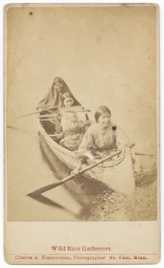 Photograph of Ojibwe women harvesting wild rice c.1885. 
