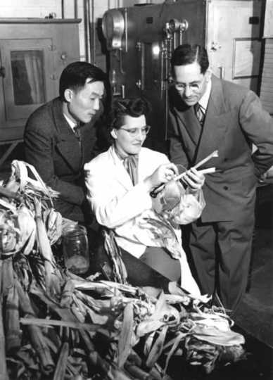 Black and white photograph of Entomology professor Henry C. Chiang (left) inspecting corn stalks for signs of corn borers with F. G. Holdaway and Jeanne Marie Hellberg, 1951.