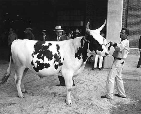 Black and white photograph of a steer being exhibited at the Minnesota State Fair, 1947. 