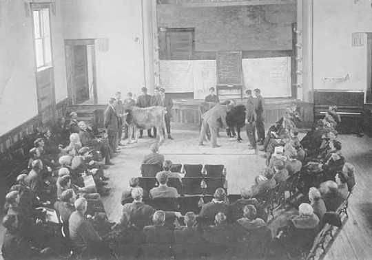 Black and white photograph of a class livestock judging, University of Minnesota, College of Agriculture, St. Paul, ca. 1910.