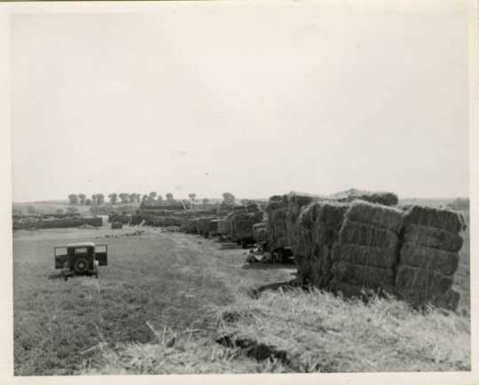Stacked Flax Bales, 1950